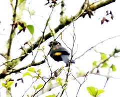 Cacicus chrysonotus