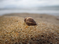 Acanthinucella spirata