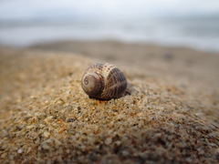 Acanthinucella spirata