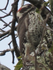 Dryobates stricklandi