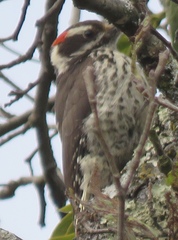 Dryobates stricklandi