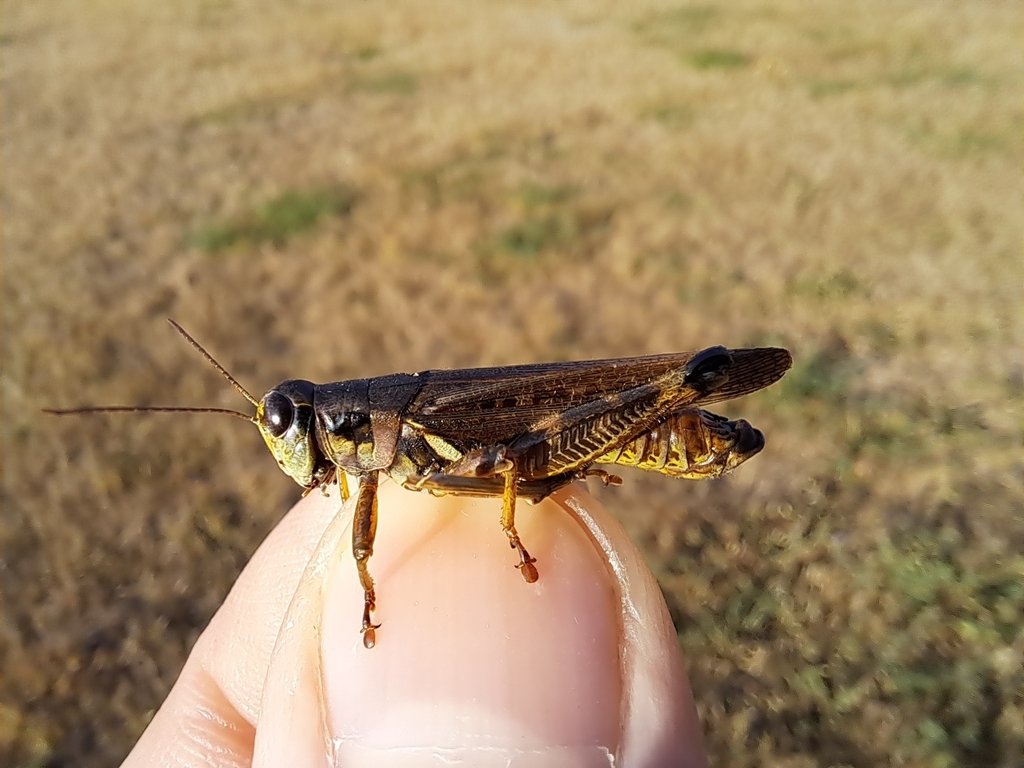 Bruner's Spur-throat Grasshopper