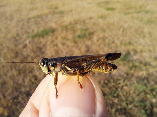 Bruner's Spur-throat Grasshopper