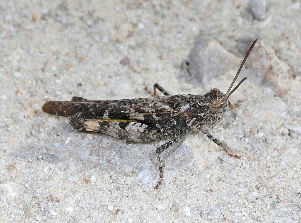 Green-striped Grasshopper