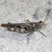 Southern Green-striped Grasshopper - Photo (c) Judy Gallagher, some rights reserved (CC BY-SA), uploaded by Judy Gallagher
