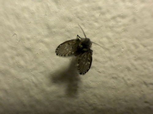 Unknown species found near Missouri St, Lawrence, KS, US