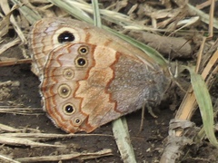Paramacera xicaque xicaque