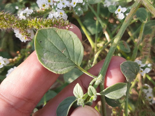 Fragrant Heliotrope