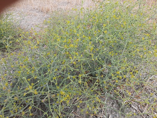 Sibthorp's Pickling Herb (Echinophora sibthorpiana)