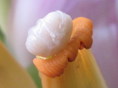 Musa ornata