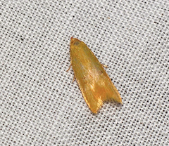 Platoloncha psamathina