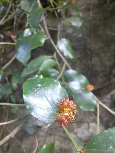 Euonymus trichocarpus iNat (2)