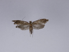 Archyala terranea