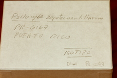 Psilocybe zapotecoantillarum