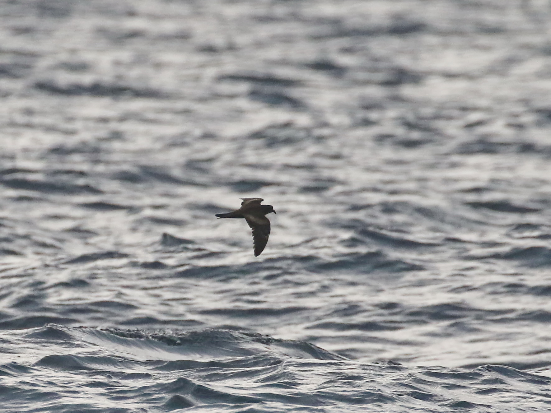 Swinhoe's Storm Petrel