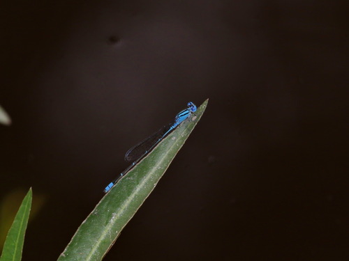 Pseudagrion siamense