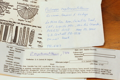 Psilocybe zapotecoantillarum