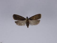 Cryptaspasma querula