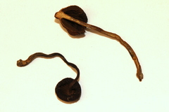 Psilocybe zapotecoantillarum