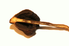 Psilocybe zapotecoantillarum