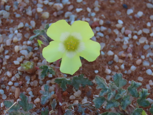 Woolly Snotblom (Grielum sinuatum)
