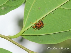 Agomadaranus pardaloides