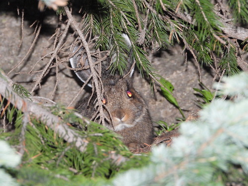 Snowshoe Hare photographed in Colorado