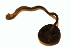 Psilocybe zapotecoantillarum