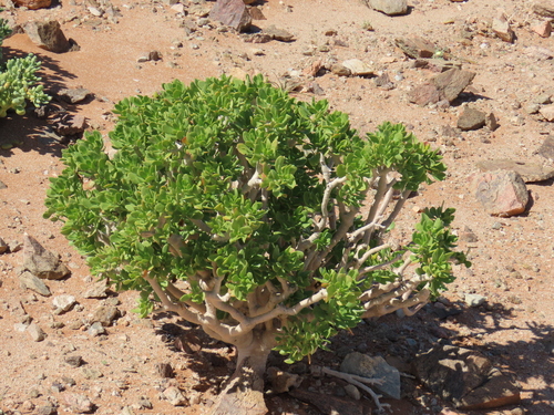 Othonna furcata