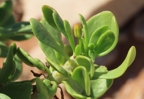 Othonna furcata