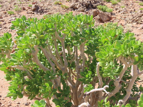 Othonna furcata