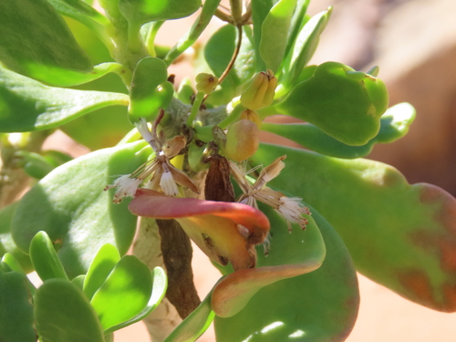 Othonna furcata