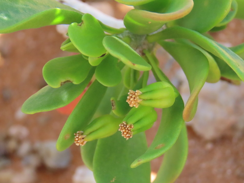 Forked Babooncabbage (Othonna furcata)