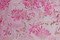 Psilocybe zapotecoantillarum