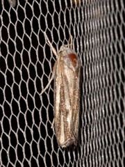 Xylorycta austera