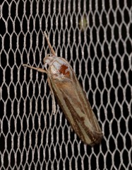 Xylorycta austera