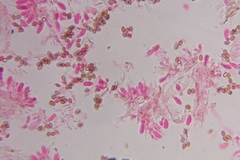 Psilocybe zapotecoantillarum