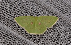 Comostola leucomerata