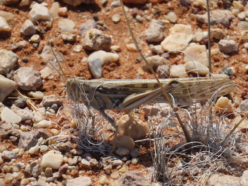 Desert Locust photo 3