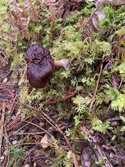 Gyromitra esculenta