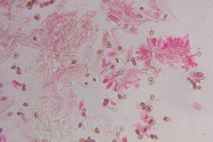 Psilocybe zapotecoantillarum