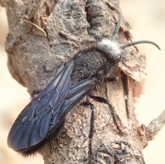 Ephutomorpha ferruginata