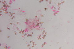 Psilocybe zapotecoantillarum