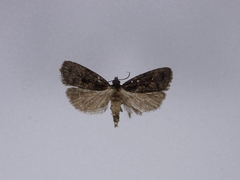 Cryptaspasma querula