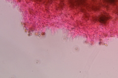 Psilocybe zapotecoantillarum