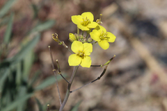 Diplotaxis tenuifolia