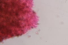 Psilocybe zapotecoantillarum