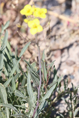 Diplotaxis tenuifolia