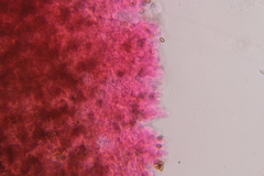 Psilocybe zapotecoantillarum