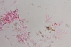 Psilocybe zapotecoantillarum